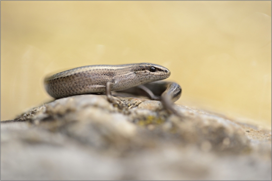 Ktrátkonôžka štíhla