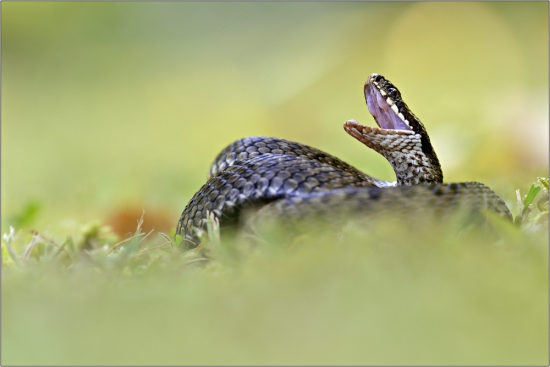 Vipera Berus