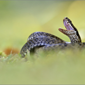 Vipera Berus