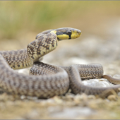Zamenis longisimus