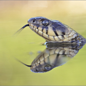 Natrix