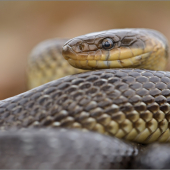 Zamenis longisimus