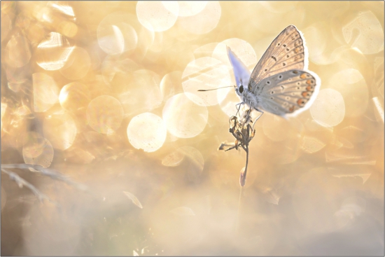 Plebeius argyrognomon