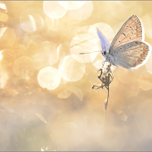 Plebeius argyrognomon