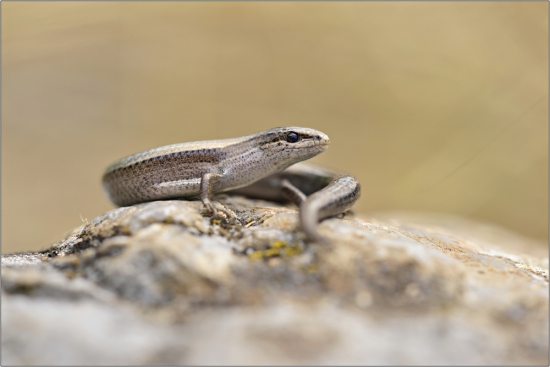 Ktrátkonôžka štíhla