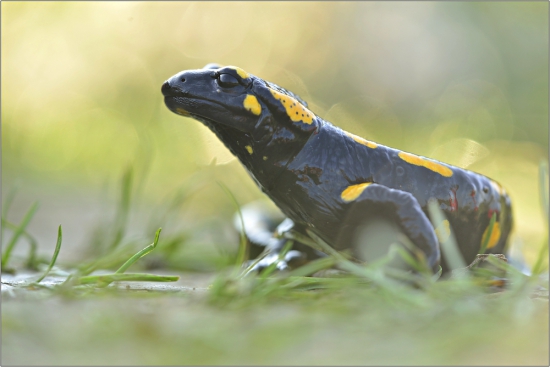 Salamandra