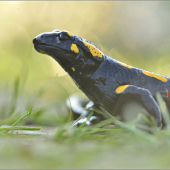 Salamandra