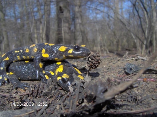 Salamandra škvrnitá