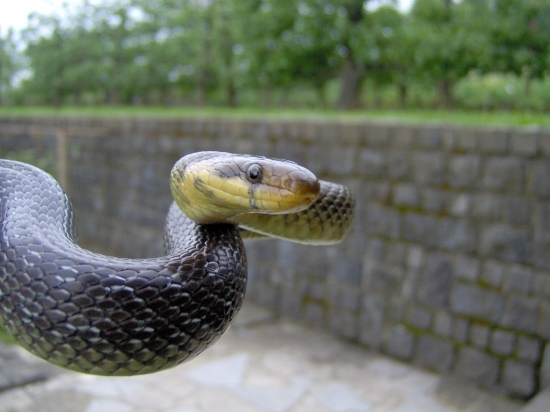 Aesculapian snake