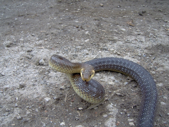 Aesculapian snake