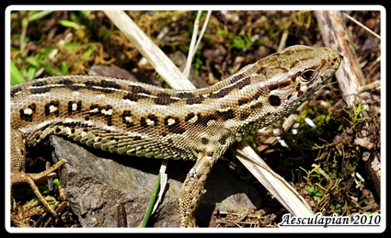 Lacerta Agilis