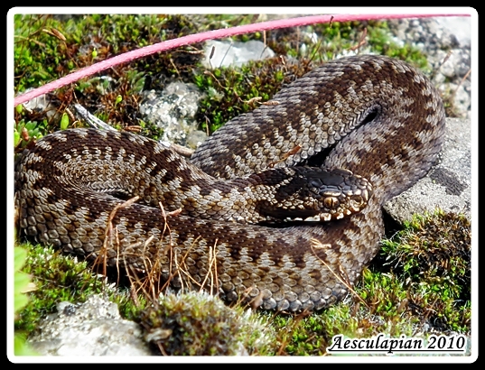 Vipera berus