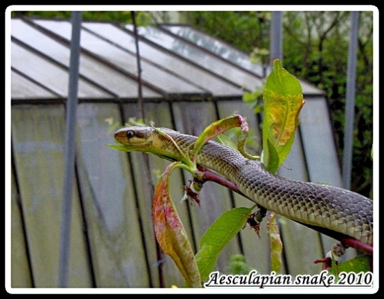 Aesculapian snake