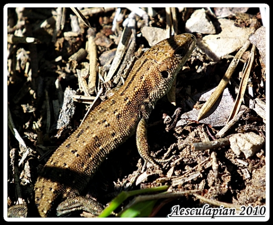 jašterica živorodá
