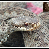 Vipera berus