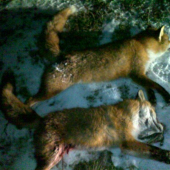 Lišky 2,dnes večer