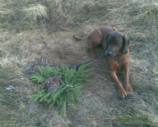 Hrdý Doner so slukou...