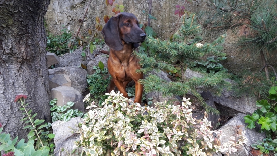 novy priateľ do lesa