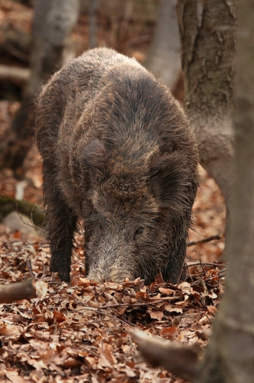 Kanček