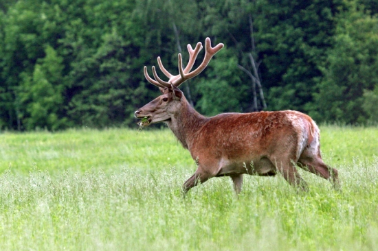 Jeleň lesný