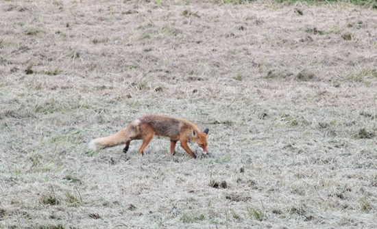 skuska