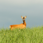pieeéééééé  a už je tu
