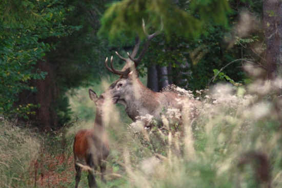 Starček sa ukázal :_) (SPIŠSKE JELENE)