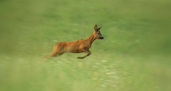 a hop