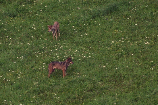 ponuré počasie šelme praje