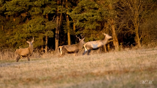 V slnečných lúčoch