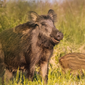 čo to tu cvaká?? !!!!!