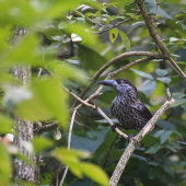 Nucifraga caryocatactes