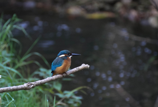 Alcedo atthis