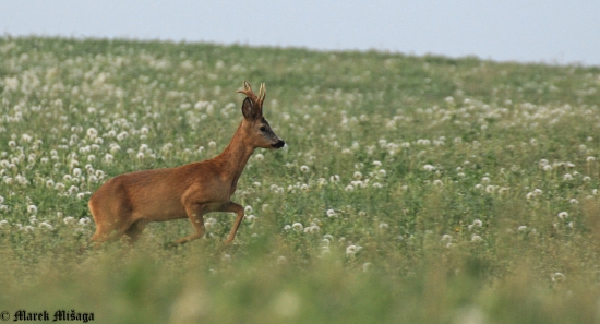 Capreolus