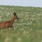 Capreolus