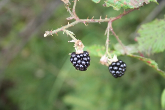 ostružina černicova