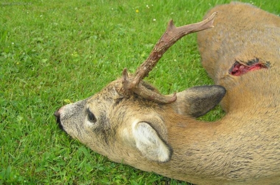 letošní raritka č.1