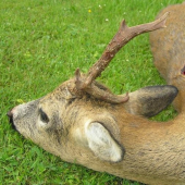 letošní raritka č.1