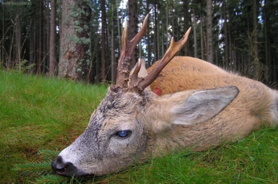 letošní raritka č.2