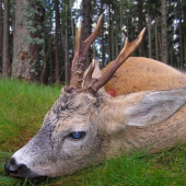 letošní raritka č.2