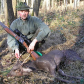 ulovený jelen Sika