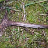 zajímavý srnčí shoz