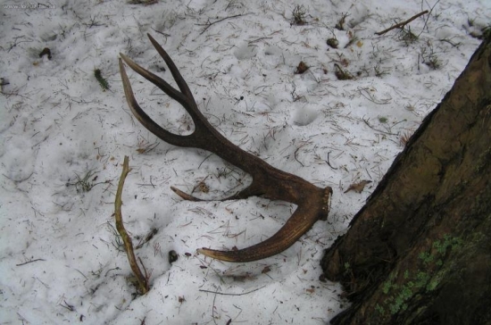 sobotní nález místo Javorná na Šumavě