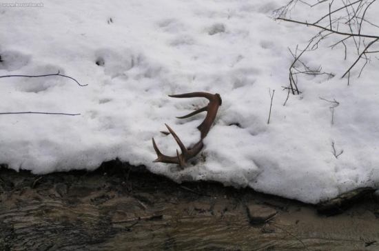 o půl hodiny druhý do páru (179 bodů CIC)