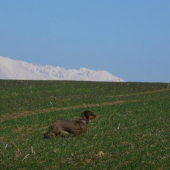 Icha zo zeleného domu (v pozadí Kriváň )