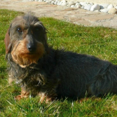 Dea zo šraneckých borín