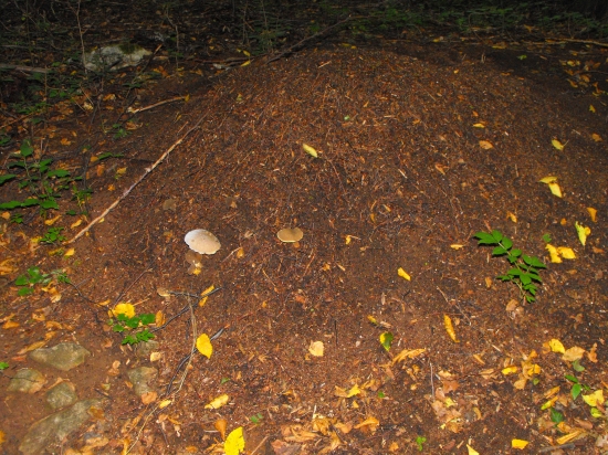 Ešte aj v mravenisku