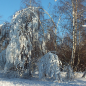 Keď čaruje mrázik
