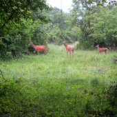 Háj,Hačava,Ke-okolie