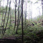 Kalamita